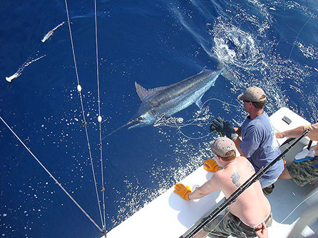 Trolling for Dolphin (Mahi Mahi) in the Outer Banks of North Carolina 